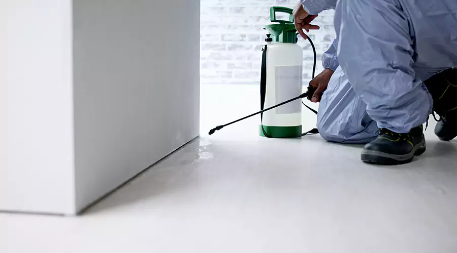 Why Pests Keep Coming Back After Treatment