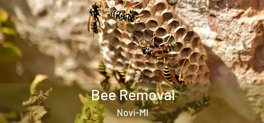Bee Removal Novi-MI