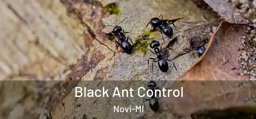 Black Ant Control Novi-MI