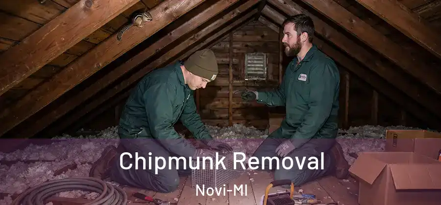 Chipmunk Removal Novi-MI