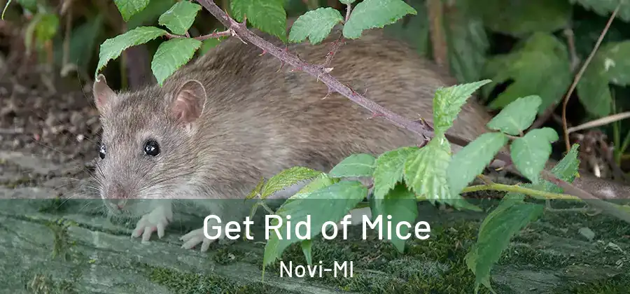 Get Rid of Mice Novi-MI
