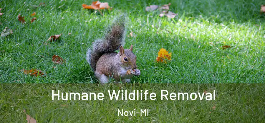  Humane Wildlife Removal Novi-MI