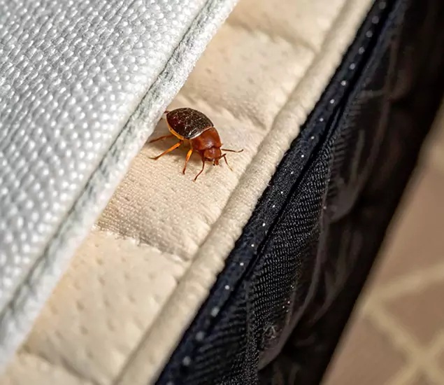 Bed Bug Exterminator Experts You Can Trust in Novi, MI