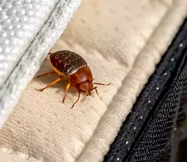 Trusted Bed Bug Prevention Specialists in Novi, MI