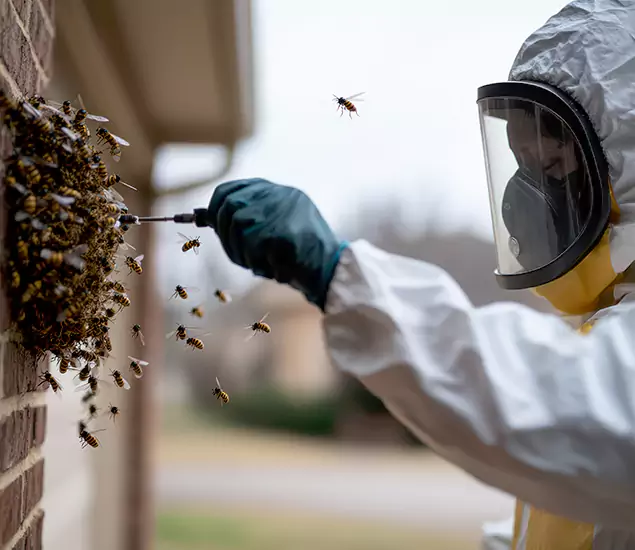 Your Bee Removal Company in Novi, MI