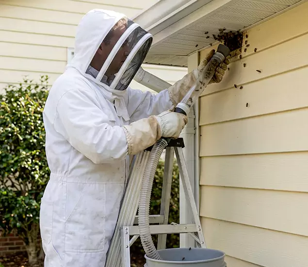 Your Affordable Bee Removal Company in Novi, MI