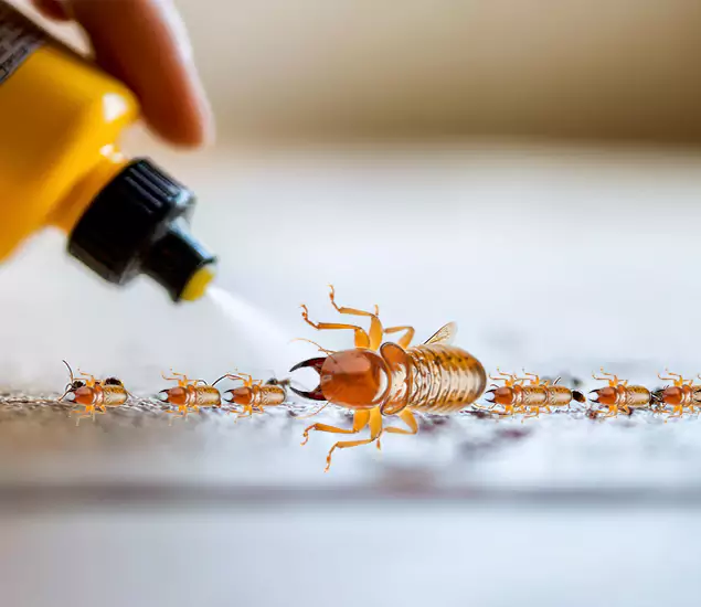 Reliable Bora Care Termite Experts in Novi, MI