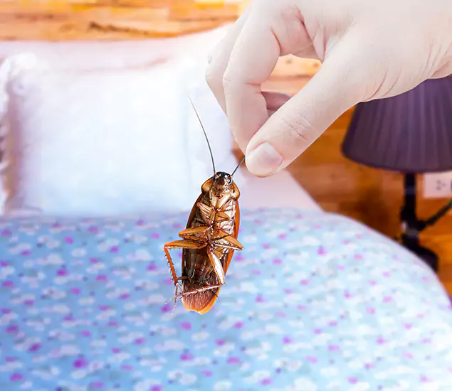Expert Roach Control Services: Your Cockroach Pest Control in Novi, MI