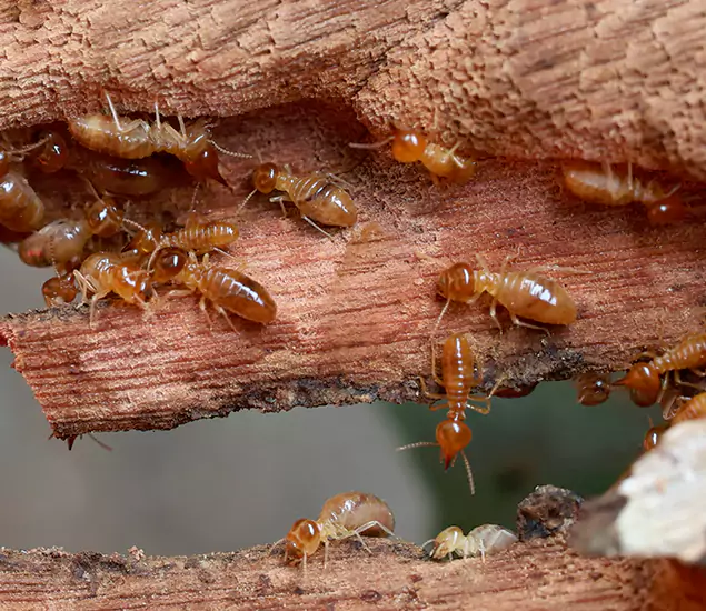 About Our Drywood Termite Treatment Experts in Novi, MI