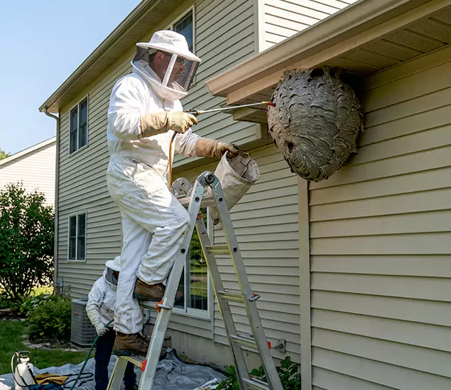 Expert Wasp Nest Removal: Your Local Wasp Nest Removal Company in Novi, MI