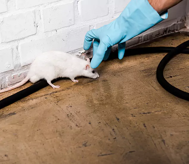 Trusted Mouse Exterminator: Your Rodent Control Company in Novi, MI