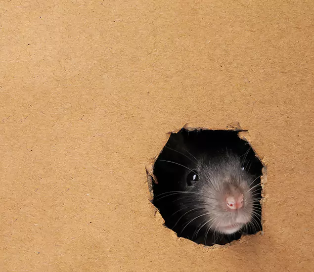 Rats in Attic Removal Experts in Novi, MI