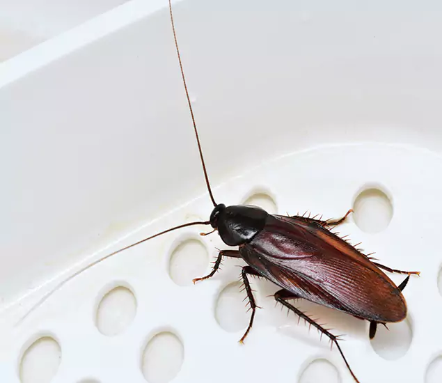 Trusted Cockroach Exterminator: Your Roach Control Services in Novi, MI