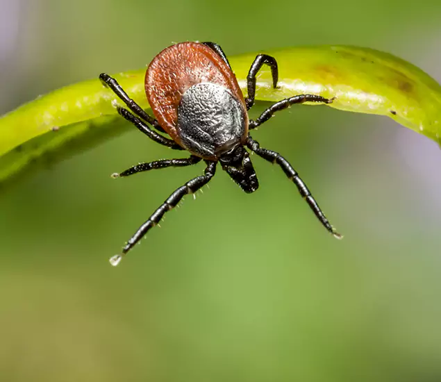 Your Trusted Tick Pest Control in Novi, MI