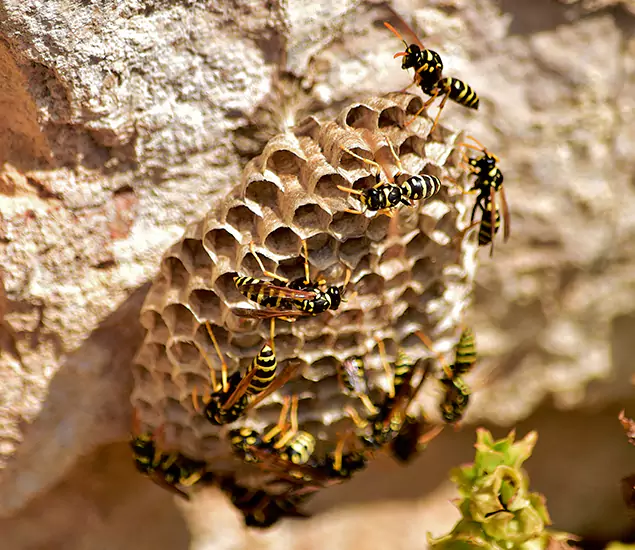 Your Best Wasp Removal Company in Novi, MI