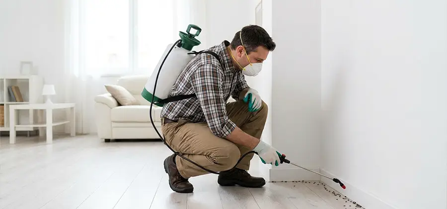 Seasonal Ant Infestation Control in Novi
