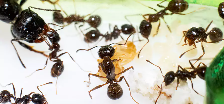 Argentine Ant Barrier Treatment in Novi
