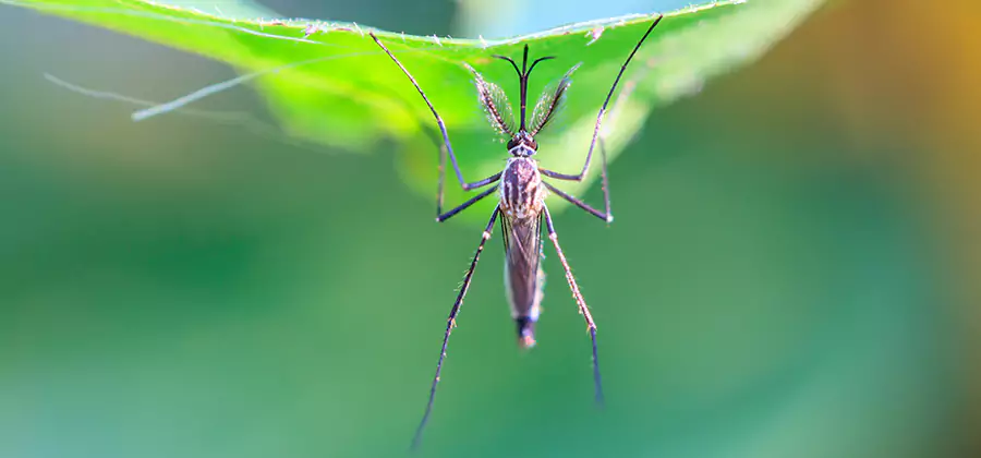 Natural Mosquito Spray for Yard in Novi