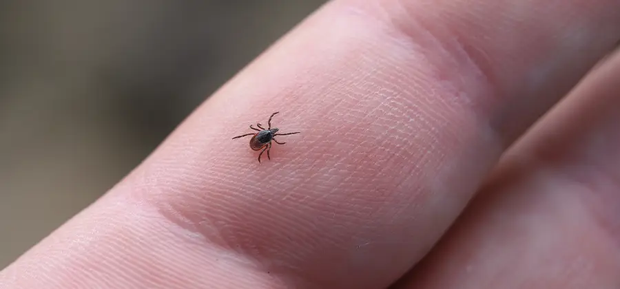Infection Prevention for Bed Bug Bites in Novi
