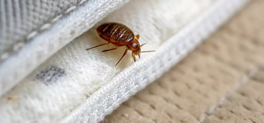 Tenting Bed Bug Fumigation in Novi