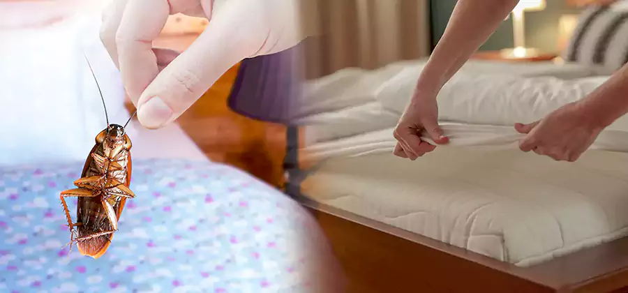 Bed Bug Home Extermination Service in Novi