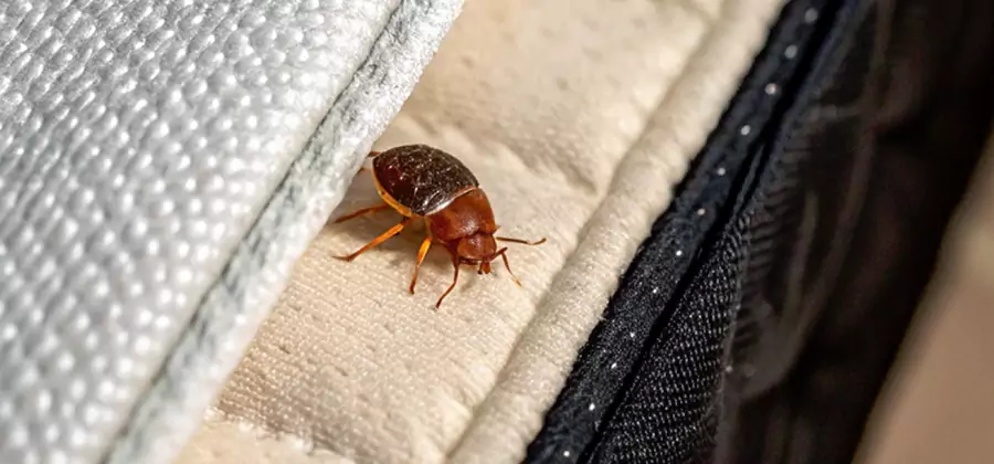 Commercial Bed Bug Control in Novi