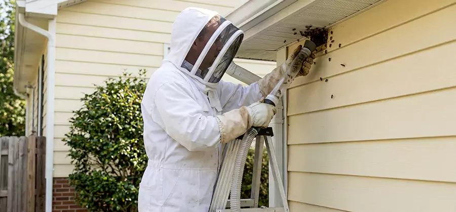 Ground Bee Removal in Novi
