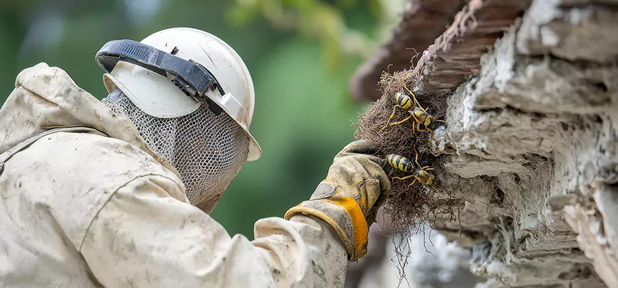 Bee and Wasp Hornet Removal in Novi