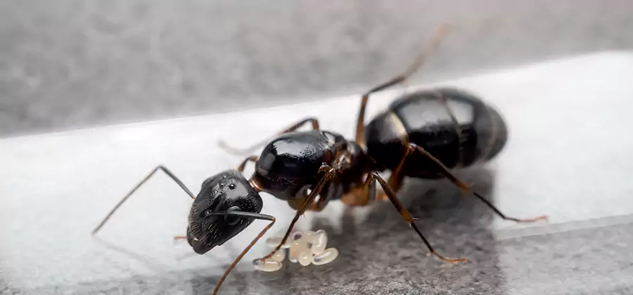 Black Ants in Kitchen Elimination in Novi
