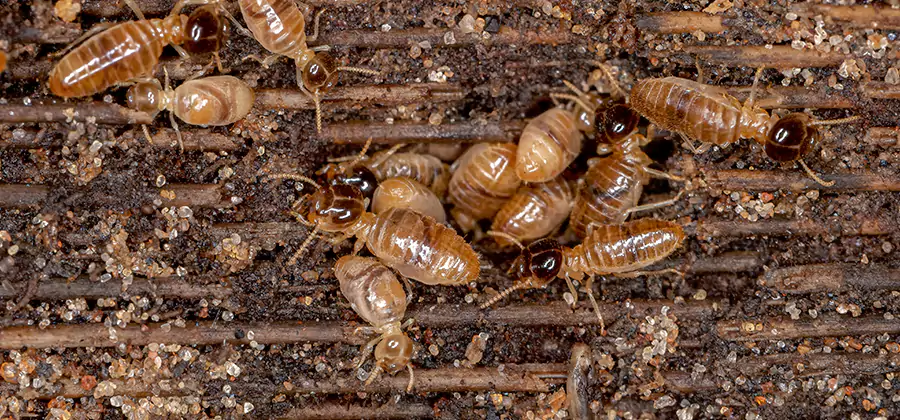 Bora Care Residential Termite Control in Novi