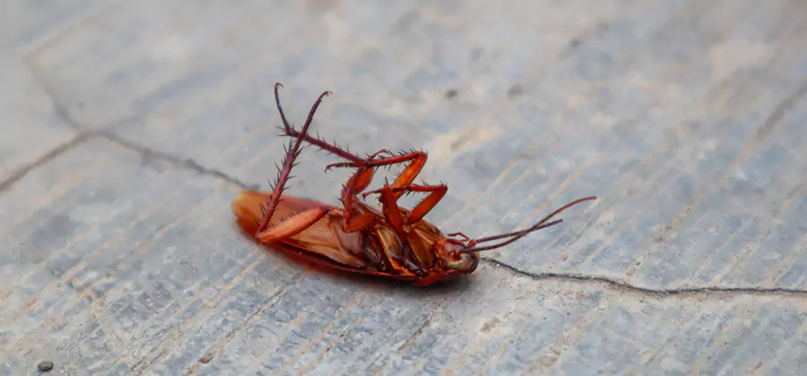 Cockroach Eradication for Commercial Properties in Novi