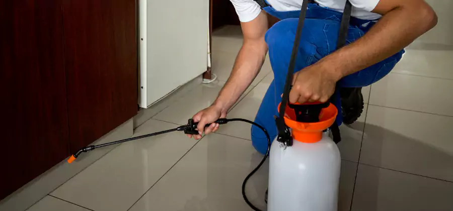 Palmetto Bug Exterminator in Novi