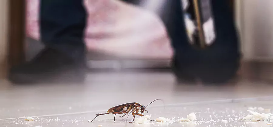Roach House Treatment Novi