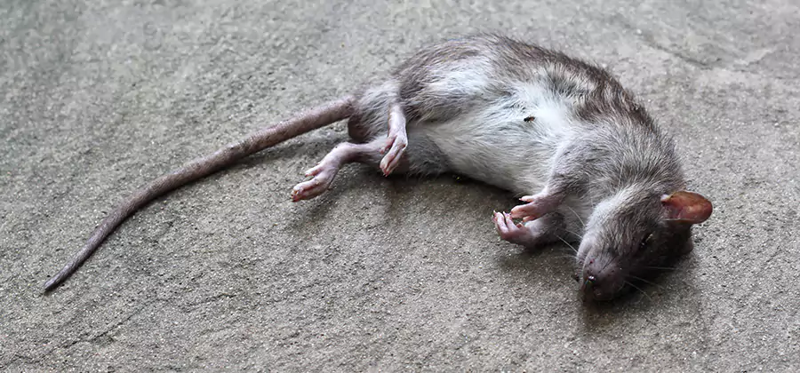 Dead Rat Disposal in Novi