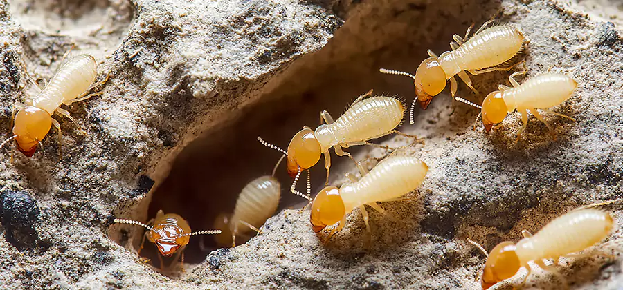 Termite Exterminator Services in Novi