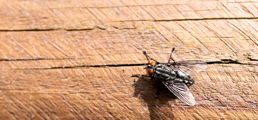 Flying Ant Barrier Treatment in Novi