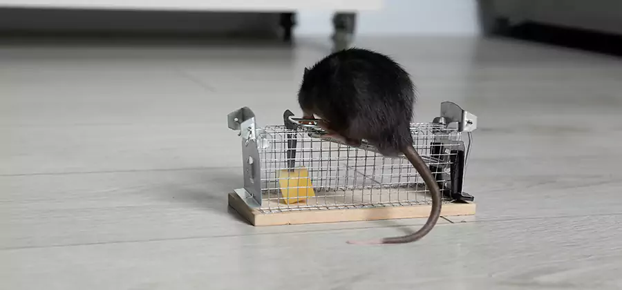 Mice in Attic Removal Novi