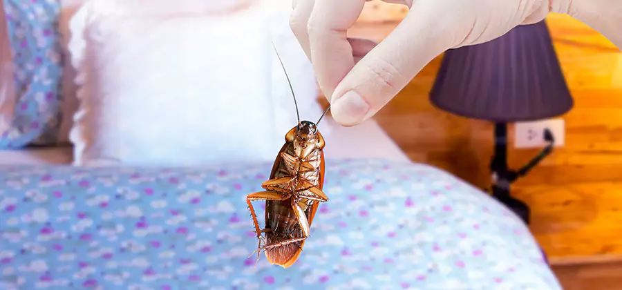 Fast Roach Elimination in Novi