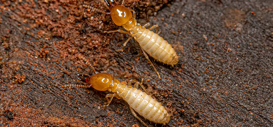 Structural Heat Termite Treatment in Novi