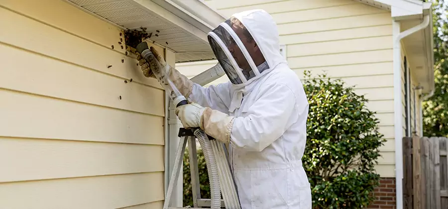 Wasp Nest in Wall Removal in Novi