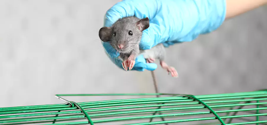 Humane Rat Trapping in Novi
