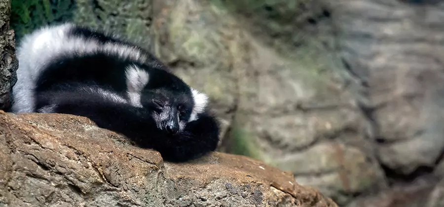 Humane Skunk Removal in Novi