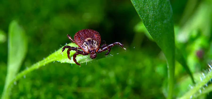 Tick Prevention for Yard in Novi