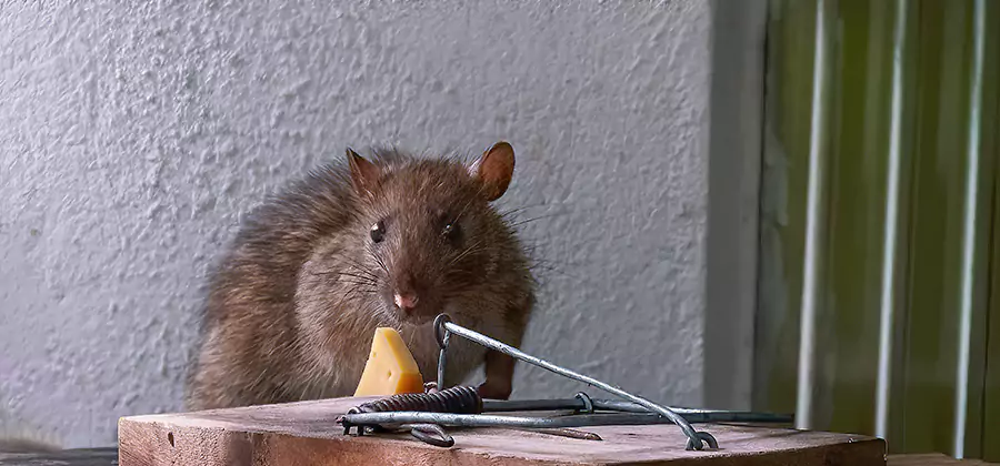 Humane Mouse Removal in Novi