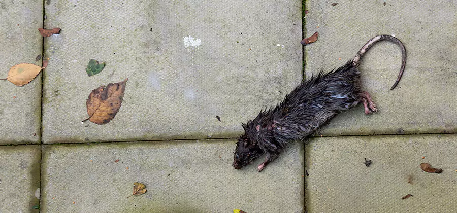 Mice in the Attic Removal in Novi