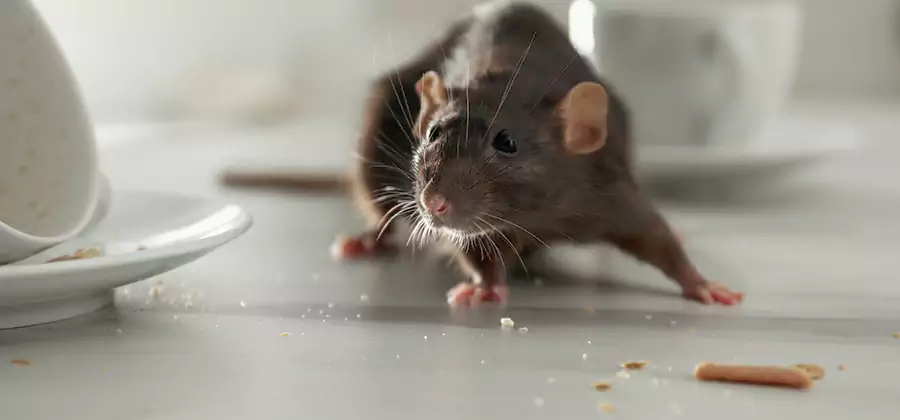 Rodent Feces Removal in Novi