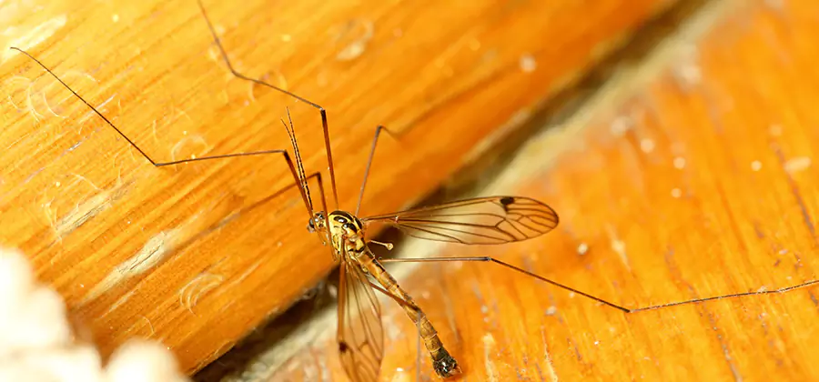 Exterior Mosquito Control in Novi