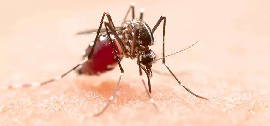 Indoor Mosquito Killer and Interior Control in Novi