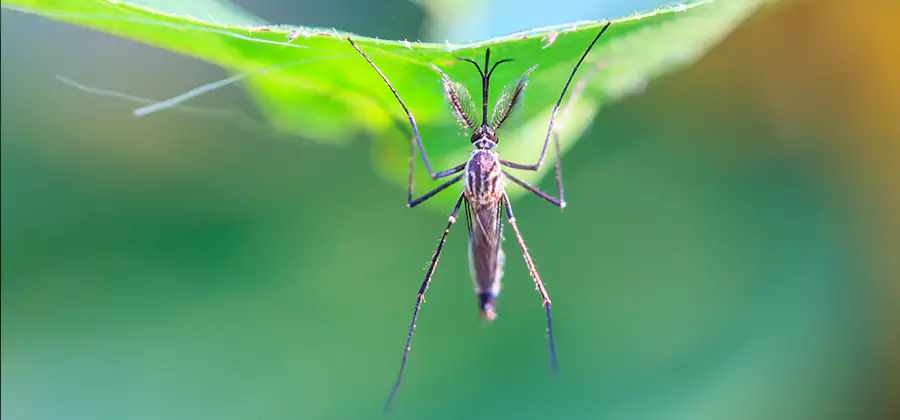Pest and Mosquito Control for Yard and Patio in Novi