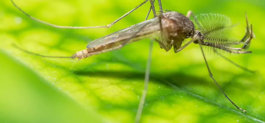 Herbal Mosquito Repellent Treatment in Novi